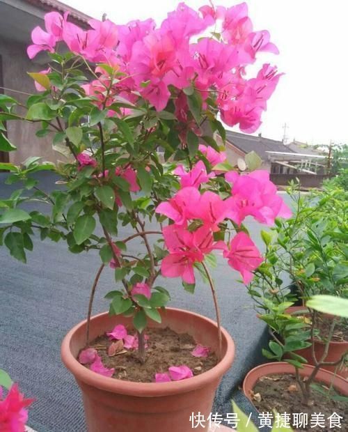 这两种花开过了,抓紧时间剪一剪,再等两个月又能开花