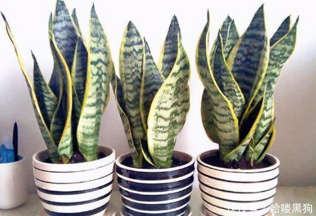 新芽|6月是虎皮兰的生长旺季,按照“三不缺”做好,新芽冒不停