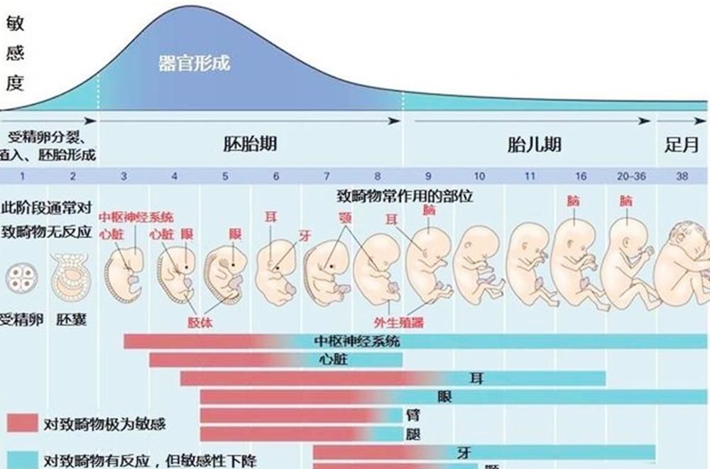 胚胎期|怀孕过了这月,腹中宝宝才算上个真正的“胎儿”,有了生命的意义