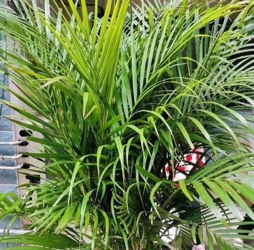 特好看特好养,又浇不死的花,你知道几种?