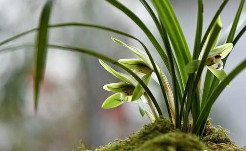 3月份养春兰和蕙兰，护花催芽两不误，有哪些技巧？