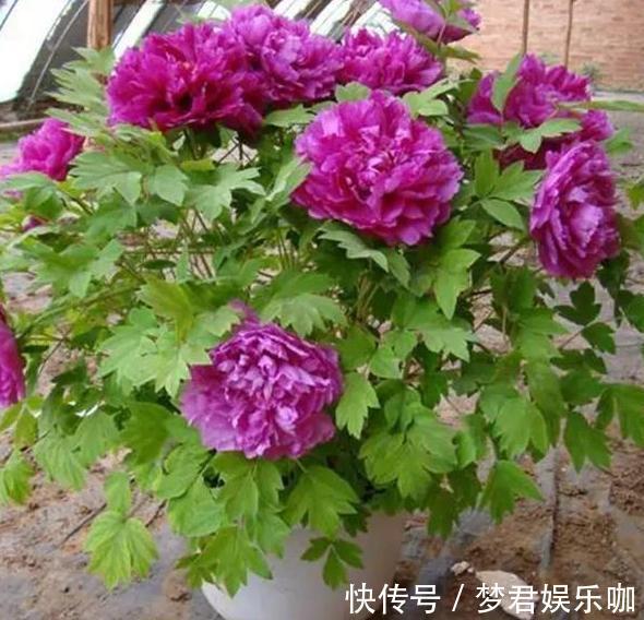想要在家栽种牡丹花,请牢记3点,花期一到阳台、庭院成花海