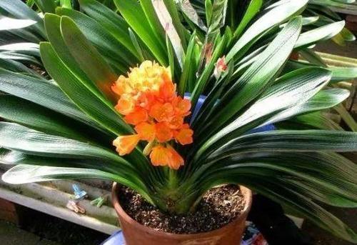 君子兰难开花?掌握几个小技巧,长新叶不夹箭,开出层叠群花!