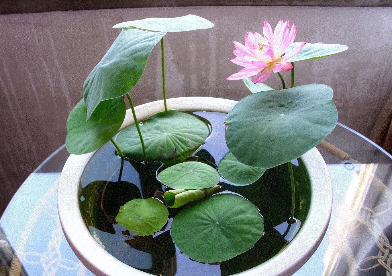 养花|夏季养花，3个浇水小窍门，枝叶绿油油，花儿越来越多