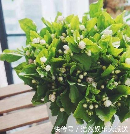 阳台上|3种花爱“晒太阳”,阳台随便养一盆,一开就爆盆,比香水还好闻