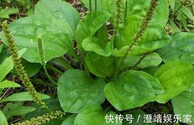 尿床草|农村一种“救命草”,食用价值很高,不仅能吃还能泡茶