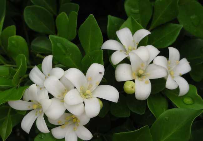 花友|九里香有毒吗?适合在家养吗?