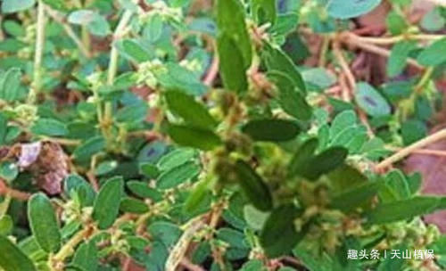 农村地区|农村天然的“止血草”,农村人采摘拿去卖,药铺花20元一斤回收