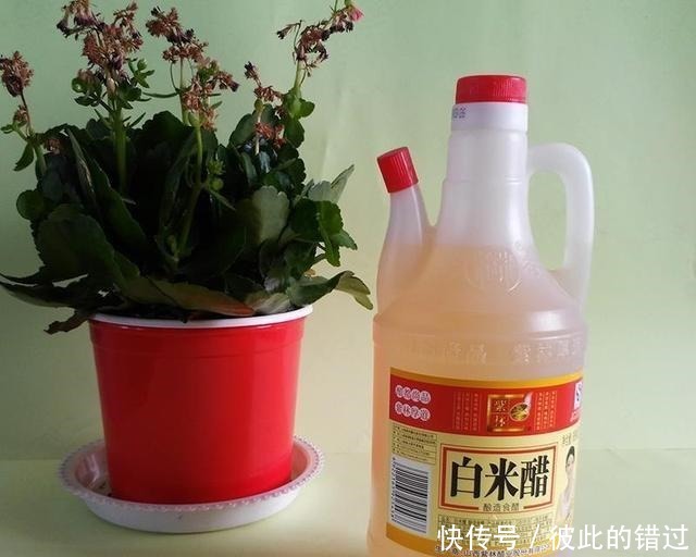 富贵竹黄叶、不生根10天一滴“酸水”扭转乾坤,叶子翠绿一倍!