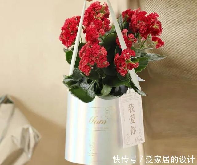 落花|长寿花开花了,这4件事不要做,小心落花又落蕾