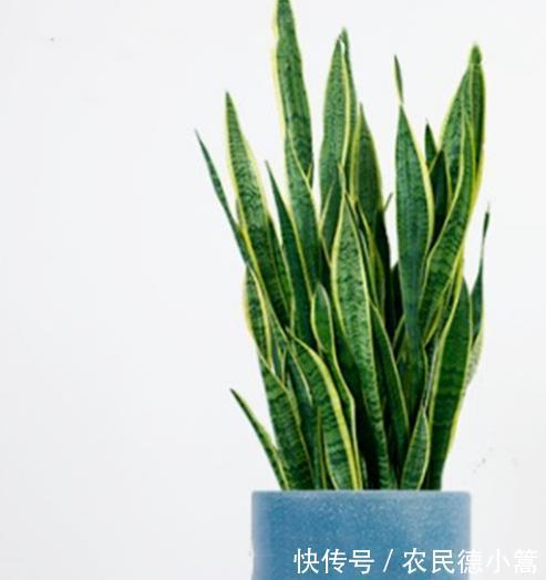 绿萝|卧室不养别的花,就养四种花真不错,助眠净化又养人