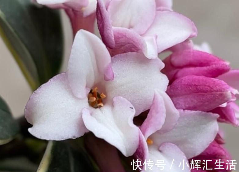 想让瑞香开花多,一多二勤要牢记,花团锦簇真美丽