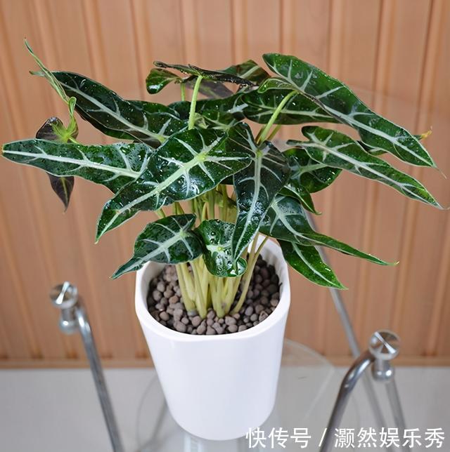 观音莲|天生“体阴”的6种花，晒太阳易黄叶，阴一点反而长得绿油油