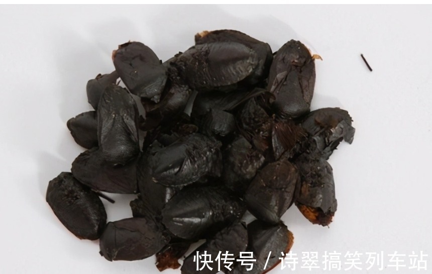 臭妮子|会放臭屁的臭妮子,营养价值堪比鹿茸,现在卖1000元一斤