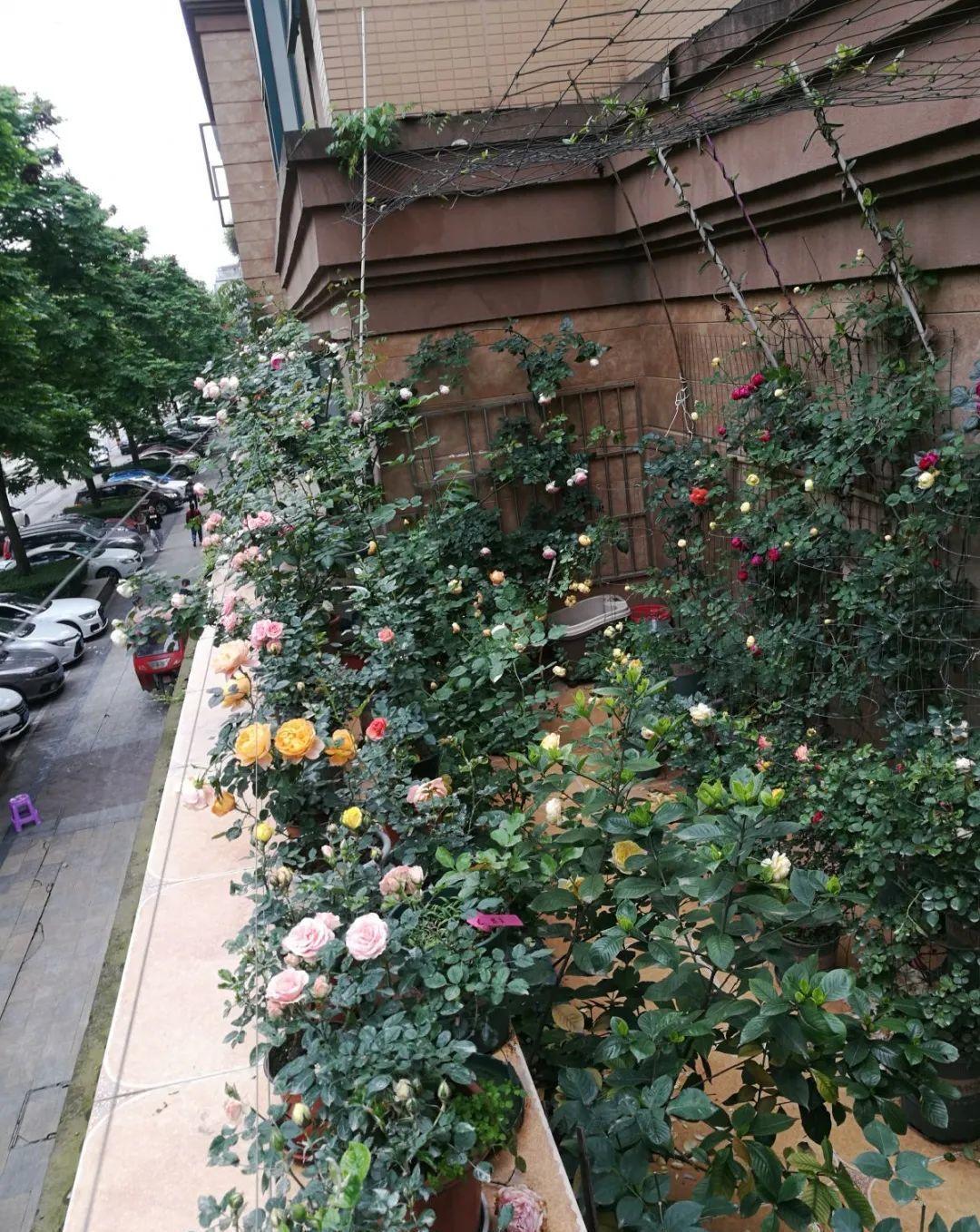 门口种了一棵花，竟被说是不吉利，怼回去：关你P事