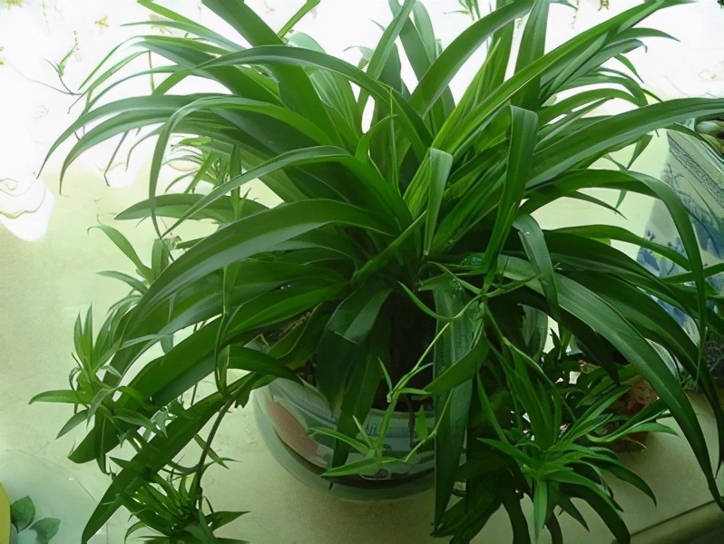 吊兰|新房净化空气5种花不容错过,好养活,吸收有害气体能力强