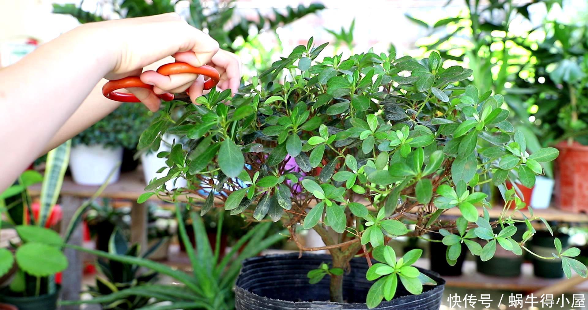 杜鹃开完花,春天多修剪,剪了残花剪新芽,整整齐齐大一圈