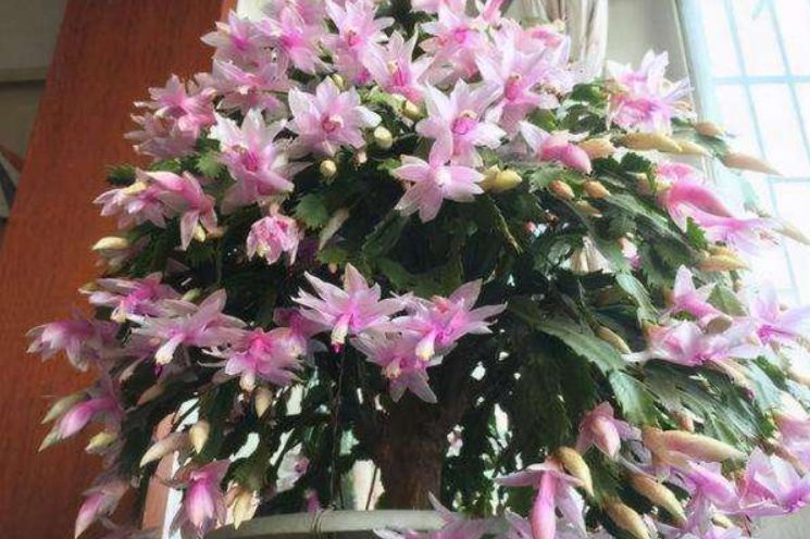 蟹爪兰过年期间怎样养护?这几点很关键,做错了就会影响开花!