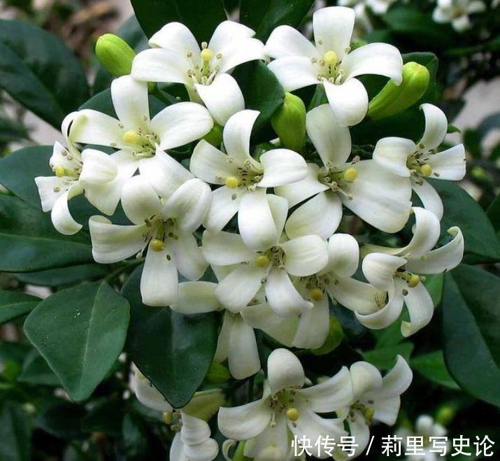 开花|4种花深受花友的喜欢,开花爆盆很简单,疯长不停超美的