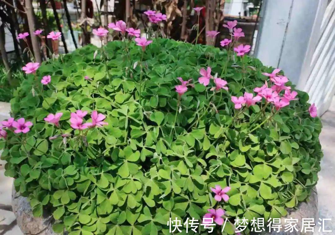 养到烦人的花，盆都不够用，扔掉还很心疼