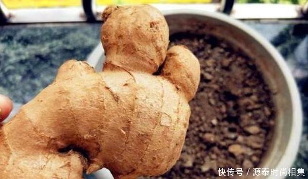 生姜放久了就干瘪,试试这个小妙招,不管放多久都新鲜,特别实用