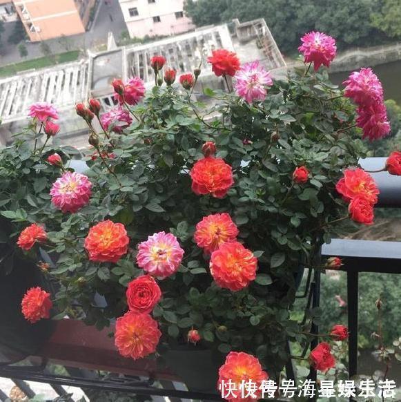 品种|喜欢养花就盆栽月季,此款花期长、易爆盆,一株苗开出多色花