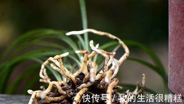 兰花能用透明塑料盆养吗?这样使用效果更好,新手兰友须知