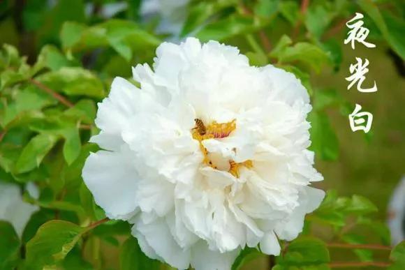 喜欢牡丹花，却一不小心买到芍药！附牡丹花品种图鉴大全