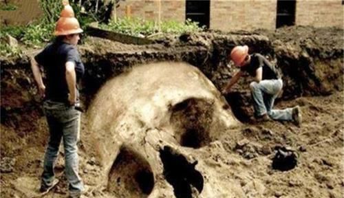 遗骸|地球上曾出现过巨人族吗？农场主发现巨大遗骸，还有6根手指！