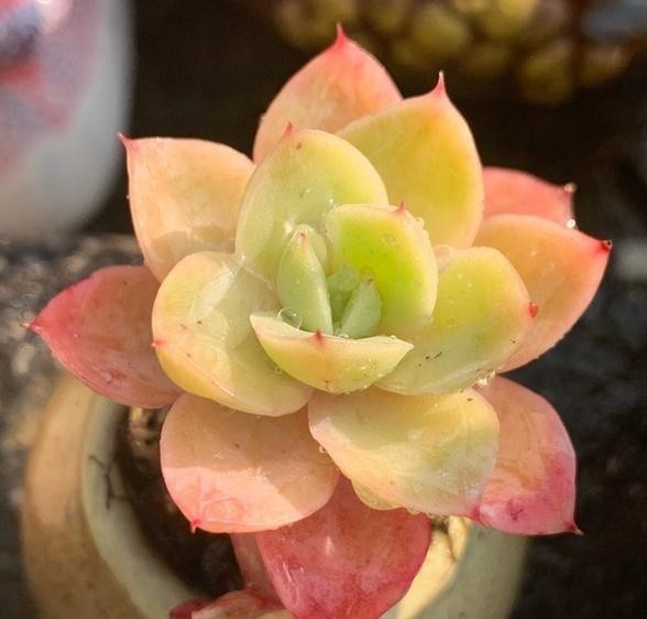 侧芽|这颗丝绸面纱的叶片，不但通透，且有蜡质感，养护中5点做好