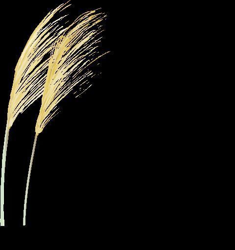 好书|8天读完一本好书(7)我能否有这样的幸运,成为你的……