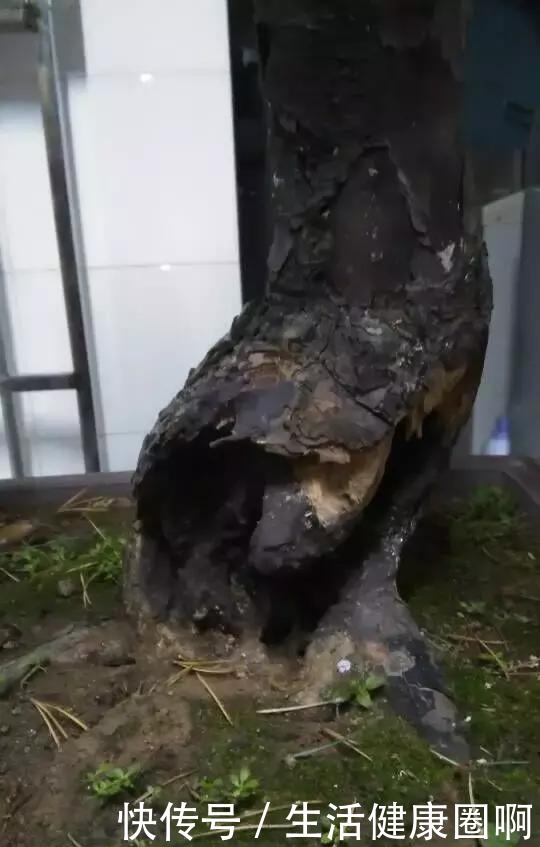 爱木盆景I 黑松家庭养护小记!