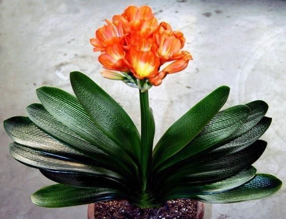 地方|养君子兰,这“3个位置”,千万不能放,一放开花就难了,要注意