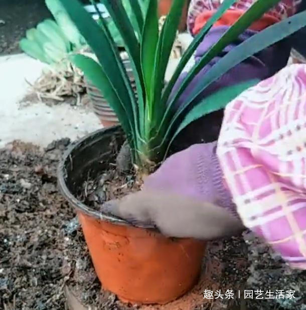 君子兰不长叶浇水用点“它”，1年长出“8个叶”，开花了！