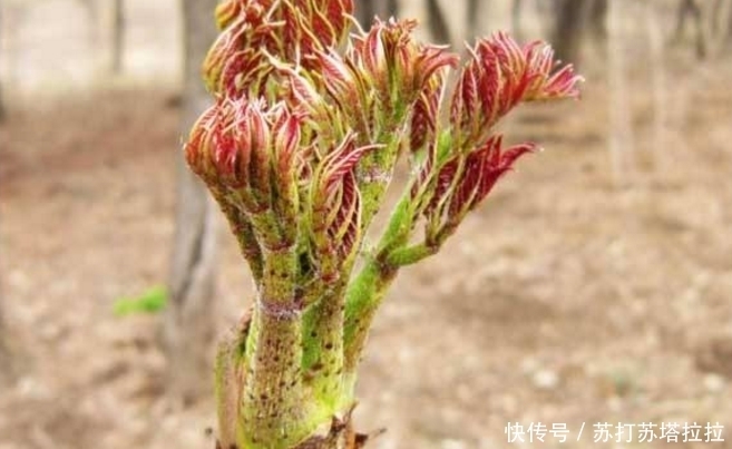 农村地里这4种野菜，吃过三种算你牛，能全部说出名字我服了！