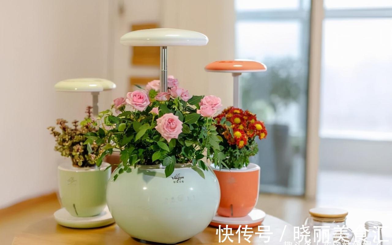 养花新手时常犯的5个养花错误，看似很美丽，实际很费钱