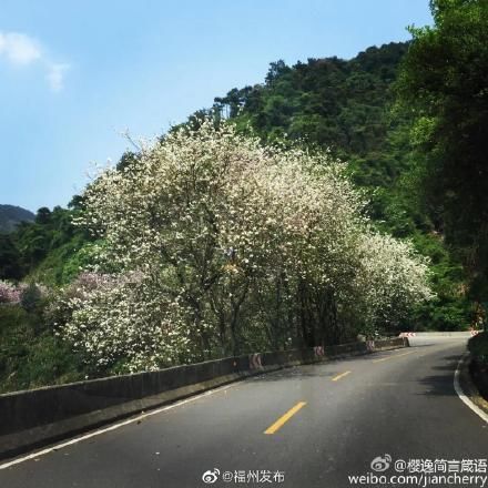 花开正好，共赴鼓岭“春日之约”