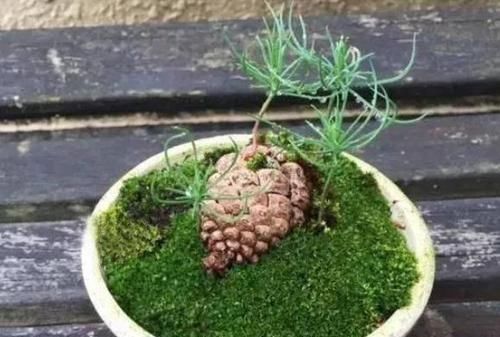 种植|多捡些松果带回家,一处理埋土里,轻松长成精致的绿植盆景