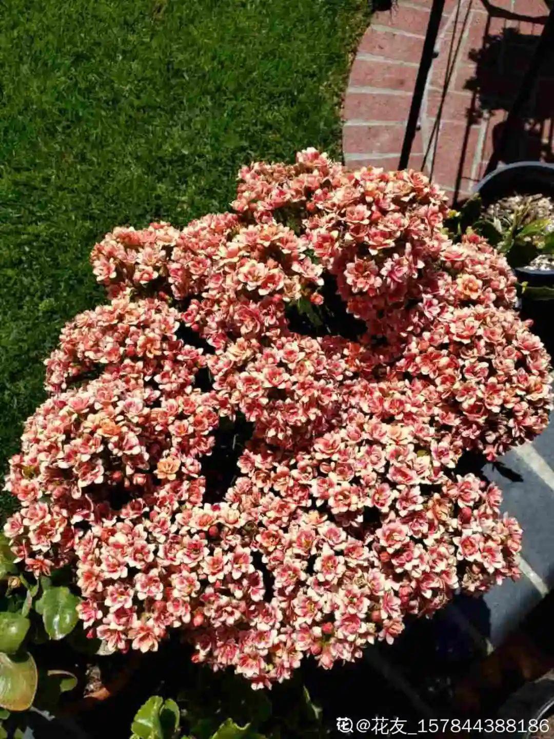 折腾不死的25种花,咋养都爆盆,家里必须养!