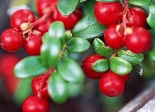 补血|此野果是补血“神器”,是养血“良药”,农村遇到要捡点回家!