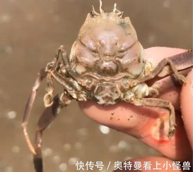 小伙在海边沙滩挖到一只螃蟹，洗干净后，小伙吓坏啦