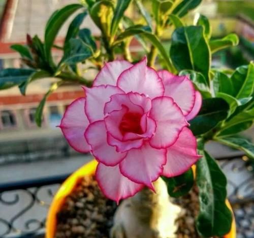 这三种花，一定要舍得晒，越晒越长花苞！