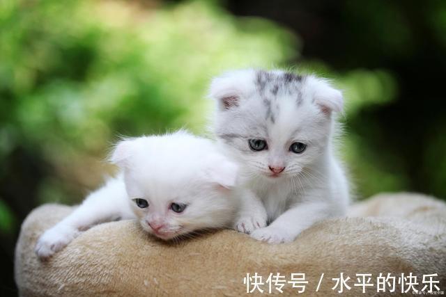|主人给一公一母两只猫取名,也太搞笑了!原来养猫还能这么好玩?