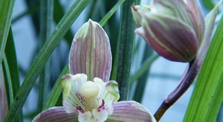 兰花施什么肥好记住此3种营养素的作用，兰花施肥恰到好处