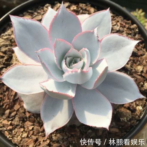 白霜|他把多肉上的白霜擦掉,结果一周就养死了,原来里面有这玄机!