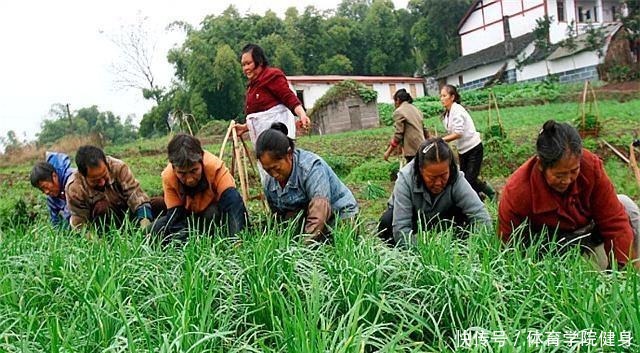 如何种植韭菜,您都知道吗浅谈韭菜的种植方法!