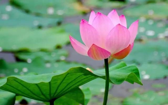 春花秋月|鹧鸪天 14首:细雨晨曦润海棠，鹧鸪一唱引思长