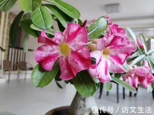 虎尾兰|客厅适合养的5种“耐旱花”，1个月不用浇水，反而爆盆！