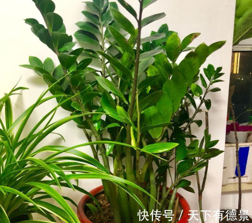 贵气|7种“有钱花”,贵气又大气,招财又旺财,人见人爱