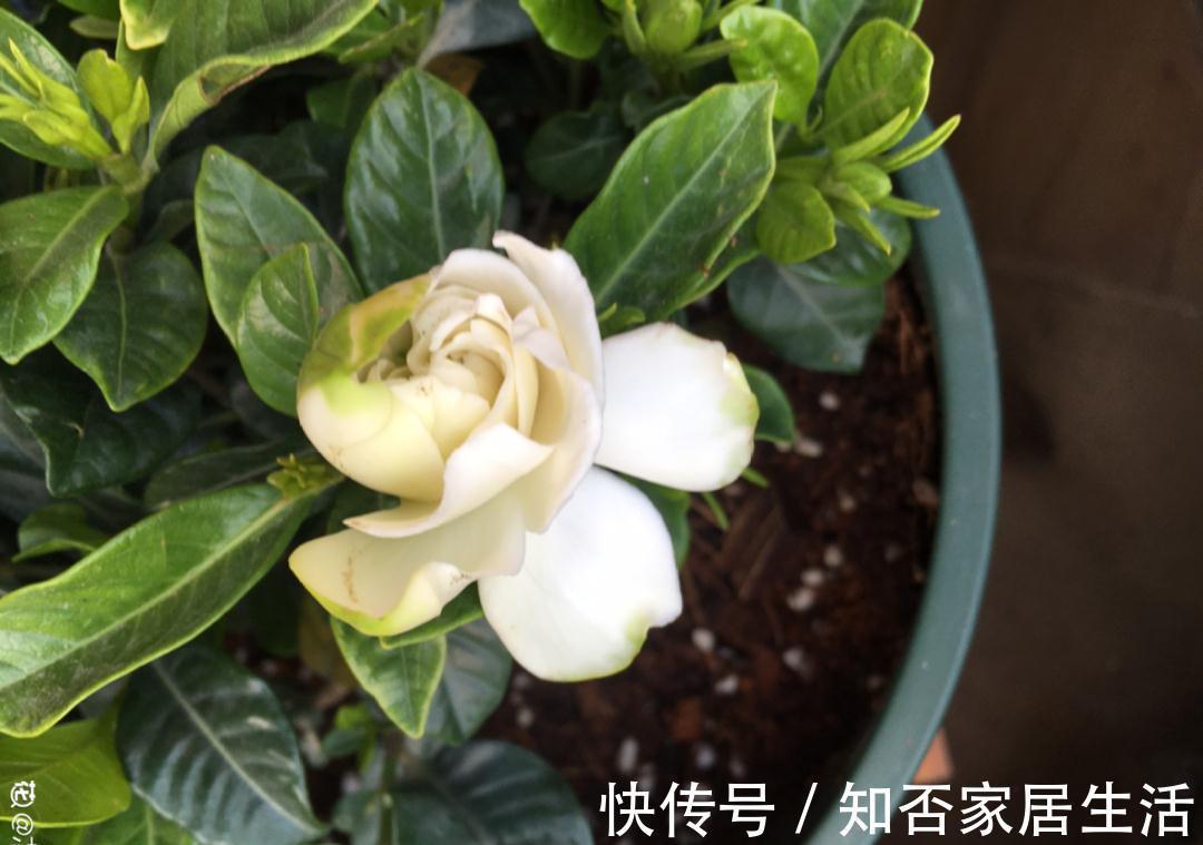 花苞|天热了，20种花最怕浇水，浇得越多，死得越快！